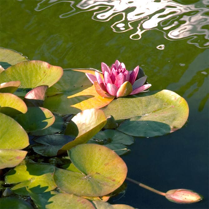 green pond with lilly pads